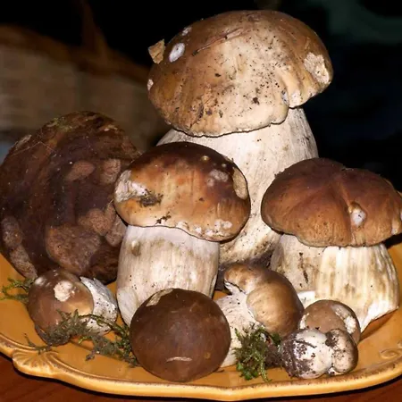 Bouton D Or Bolquere