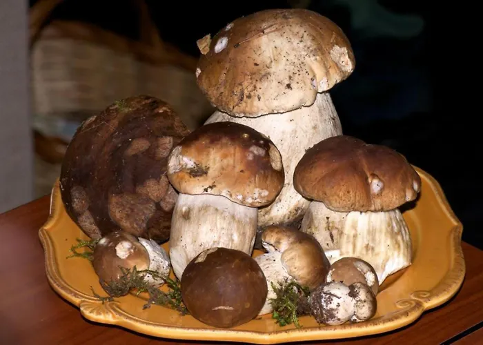 Casa de Férias Bouton D Or