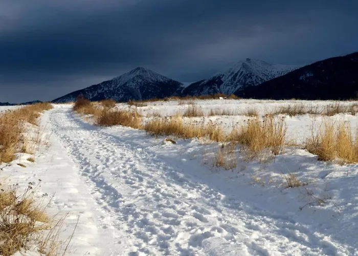 Bouton D Or Bolquere Pyrenees 2000