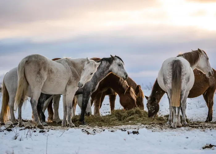 Bouton D Or Casa de Férias *