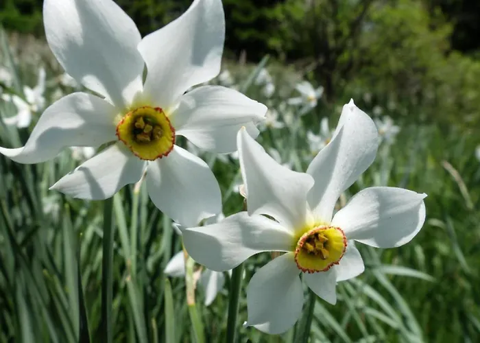 Bouton D Or Casa de Férias