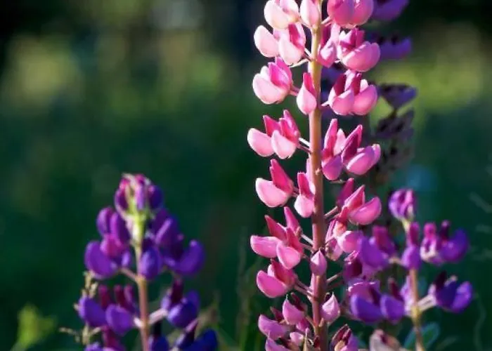 Casa de Férias Bouton D Or